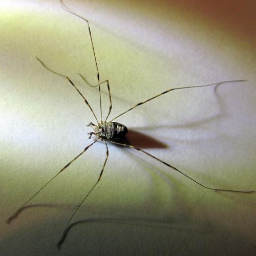 Dicranopalpus ramosus